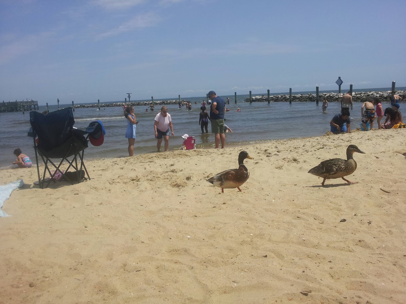 North Beach, Maryland shoreline with people in shallow Chesapeake Bay water and ducks walking on the sand